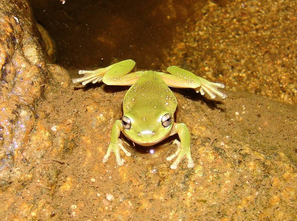 Centralian Tree Frog (Litoria gilleni) at Simpsons Gap, West MacDonnell Ranges, NT.