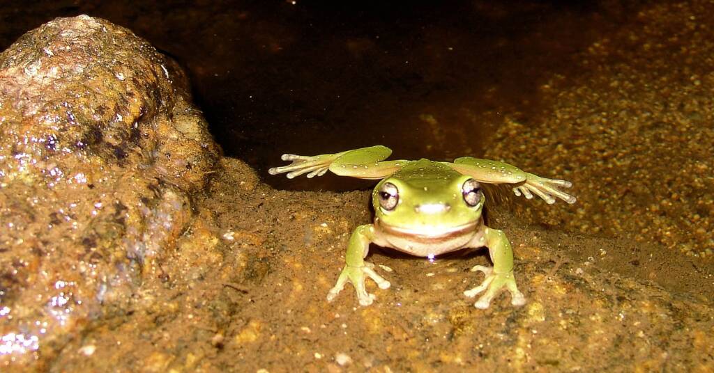Centralian Tree Frog (Litoria gilleni) at Simpsons Gap, West MacDonnell Ranges, NT.
