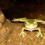 Centralian Tree Frog (Ranoidea gilleni, formerly Litoria gilleni) at Simpsons Gap, West MacDonnell Ranges, NT.