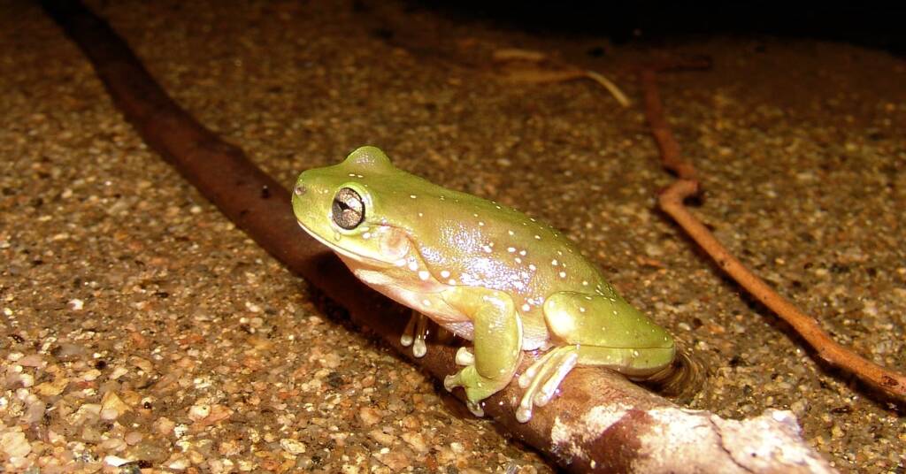 Centralian Tree Frog (Litoria gilleni) at Simpsons Gap, West MacDonnell Ranges, NT.