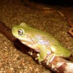 Centralian Tree Frog (Ranoidea gilleni, formerly Litoria gilleni) at Simpsons Gap, West MacDonnell Ranges, NT.