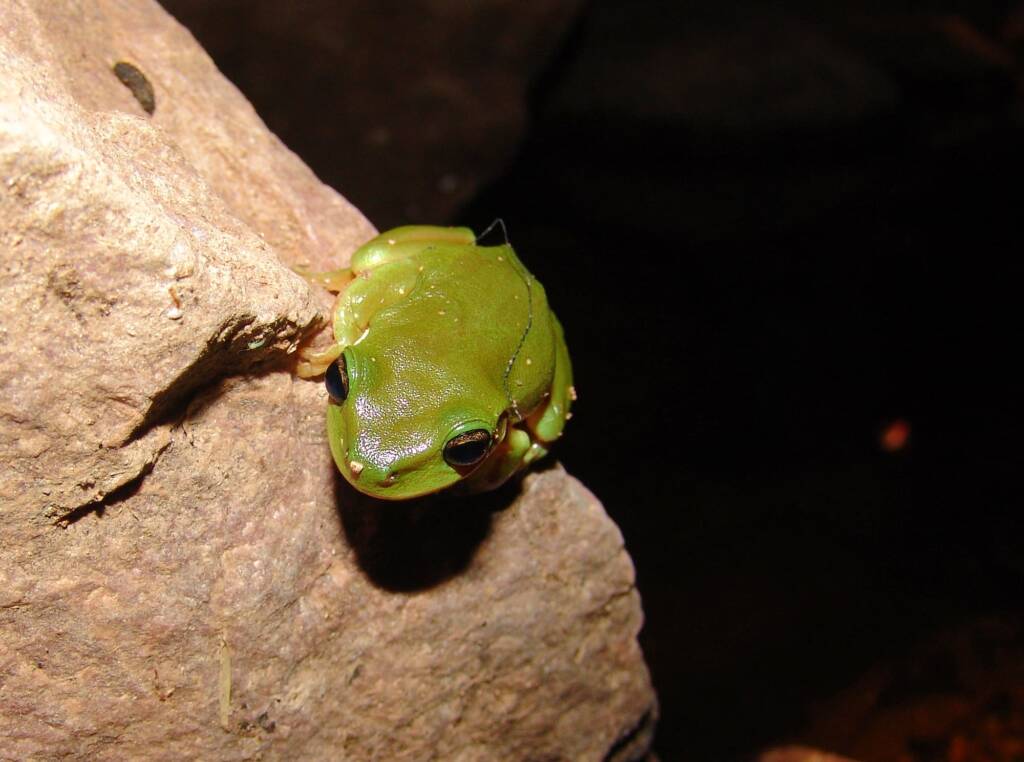 Centralian Tree Frog (Litoria gilleni) at Simpsons Gap, West MacDonnell Ranges, NT.