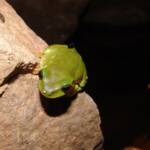 Centralian Tree Frog (Ranoidea gilleni, formerly Litoria gilleni) at Simpsons Gap, West MacDonnell Ranges, NT.