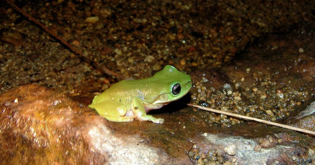 Centralian Tree Frog (Litoria gilleni) at Simpsons Gap, West MacDonnell Ranges, NT.