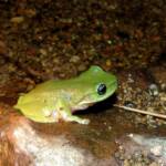 Centralian Tree Frog (Ranoidea gilleni, formerly Litoria gilleni) at Simpsons Gap, West MacDonnell Ranges, NT.