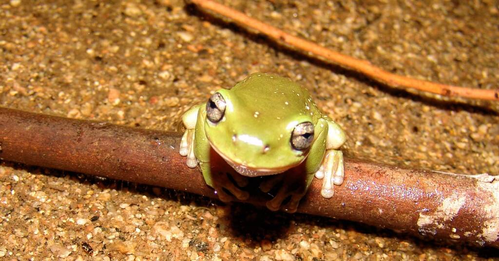 Centralian Tree Frog (Litoria gilleni) at Simpsons Gap, West MacDonnell Ranges, NT.