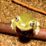 Centralian Tree Frog (Ranoidea gilleni, formerly Litoria gilleni) at Simpsons Gap, West MacDonnell Ranges, NT.