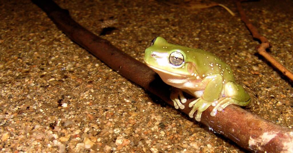 Centralian Tree Frog (Litoria gilleni) at Simpsons Gap, West MacDonnell Ranges, NT.