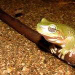 Centralian Tree Frog (Ranoidea gilleni, formerly Litoria gilleni) at Simpsons Gap, West MacDonnell Ranges, NT.
