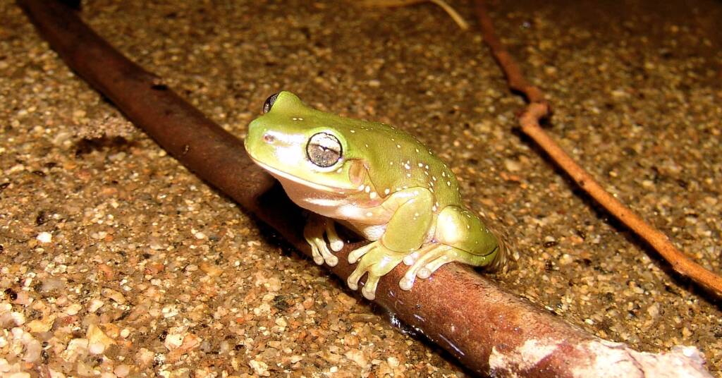 Centralian Tree Frog (Litoria gilleni) at Simpsons Gap, West MacDonnell Ranges, NT.