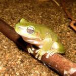 Centralian Tree Frog (Ranoidea gilleni, formerly Litoria gilleni) at Simpsons Gap, West MacDonnell Ranges, NT.
