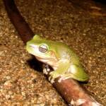 Centralian Tree Frog (Ranoidea gilleni, formerly Litoria gilleni) at Simpsons Gap, West MacDonnell Ranges, NT.
