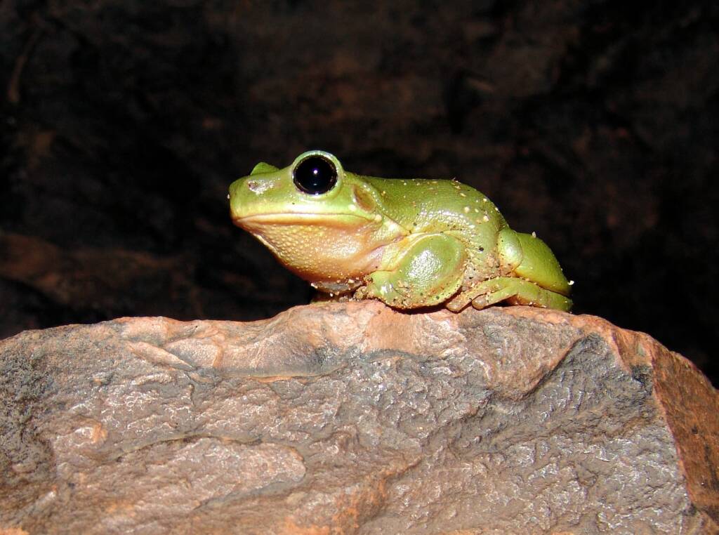 Centralian Tree Frog (Litoria gilleni) at Simpsons Gap, West MacDonnell Ranges, NT.