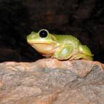 Centralian Tree Frog (Ranoidea gilleni, formerly Litoria gilleni) at Simpsons Gap, West MacDonnell Ranges, NT.