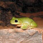 CCentralian Tree Frog (Ranoidea gilleni, formerly Litoria gilleni) at Simpsons Gap, West MacDonnell Ranges, NT.