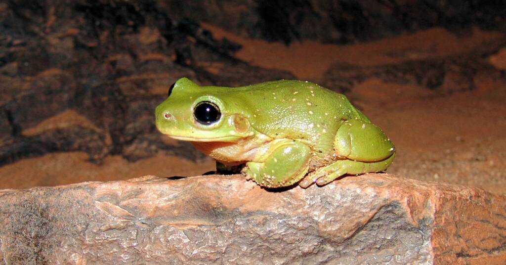 Centralian Tree Frog (Litoria gilleni) at Simpsons Gap, West MacDonnell Ranges, NT.