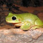 Centralian Tree Frog (Ranoidea gilleni, formerly Litoria gilleni) at Simpsons Gap, West MacDonnell Ranges, NT.