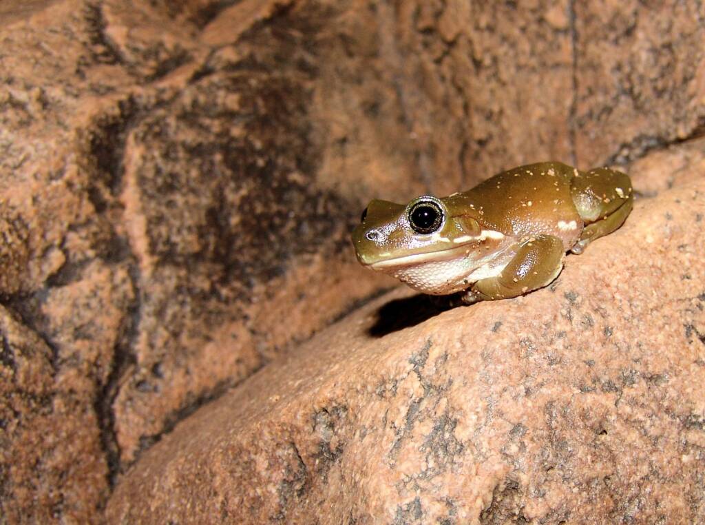 Centralian Tree Frog (Litoria gilleni) at Simpsons Gap, West MacDonnell Ranges, NT.
