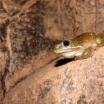 Centralian Tree Frog (Ranoidea gilleni, formerly Litoria gilleni) at Simpsons Gap, West MacDonnell Ranges, NT.