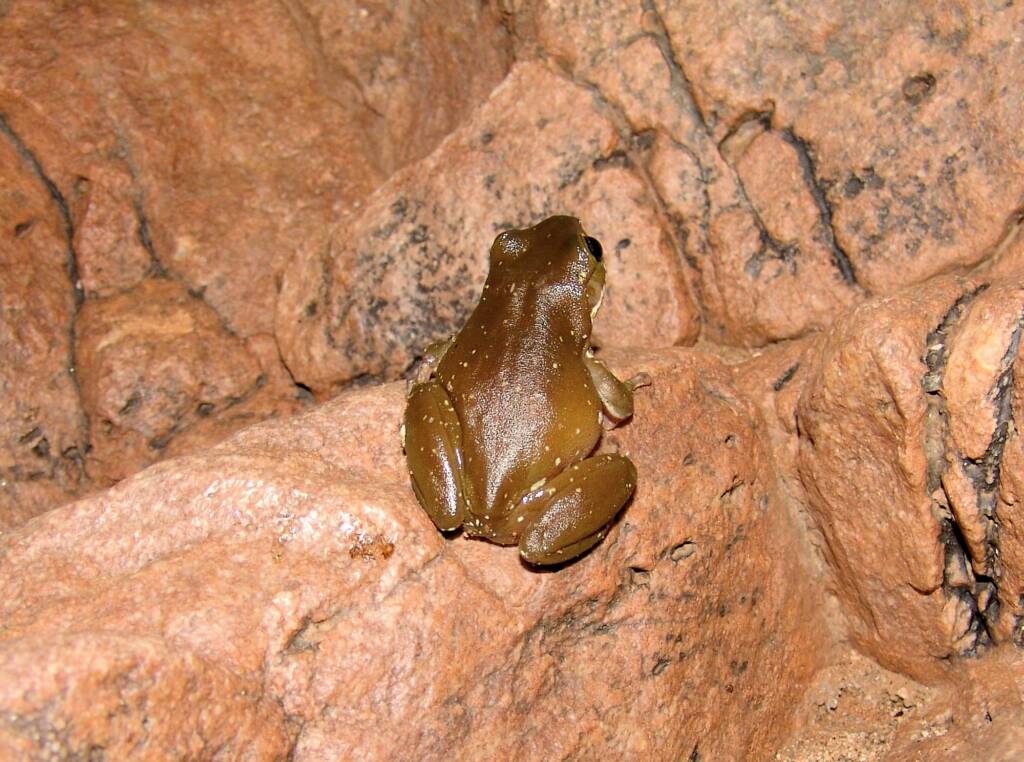 Centralian Tree Frog (Litoria gilleni) at Simpsons Gap, West MacDonnell Ranges, NT.