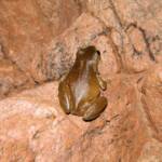 Centralian Tree Frog (Ranoidea gilleni, formerly Litoria gilleni) at Simpsons Gap, West MacDonnell Ranges, NT.