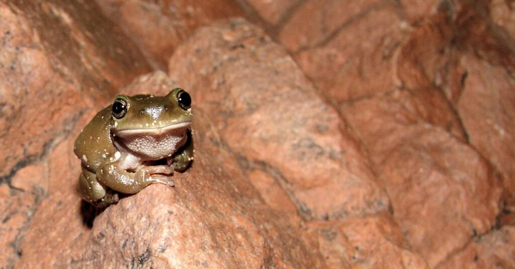 Centralian Tree Frog (Litoria gilleni) at Simpsons Gap, West MacDonnell Ranges, NT.