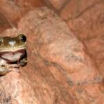 Centralian Tree Frog (Ranoidea gilleni, formerly Litoria gilleni) at Simpsons Gap, West MacDonnell Ranges, NT.