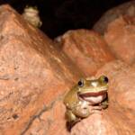 Centralian Tree Frog (Ranoidea gilleni, formerly Litoria gilleni) at Simpsons Gap, West MacDonnell Ranges, NT.