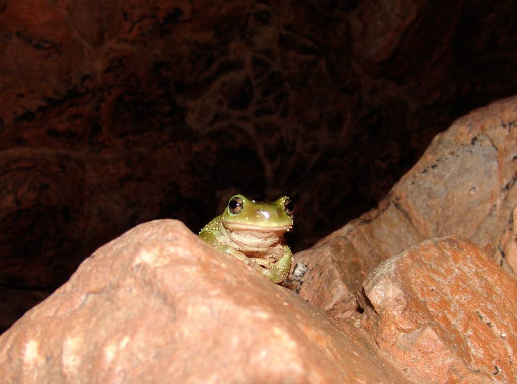 Centralian Tree Frog (Litoria gilleni) at Simpsons Gap, West MacDonnell Ranges, NT.