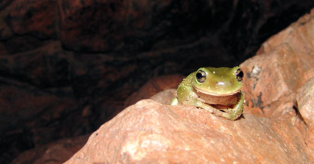 Centralian Tree Frog (Litoria gilleni) at Simpsons Gap, West MacDonnell Ranges, NT.
