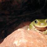Centralian Tree Frog (Ranoidea gilleni, formerly Litoria gilleni) at Simpsons Gap, West MacDonnell Ranges, NT.