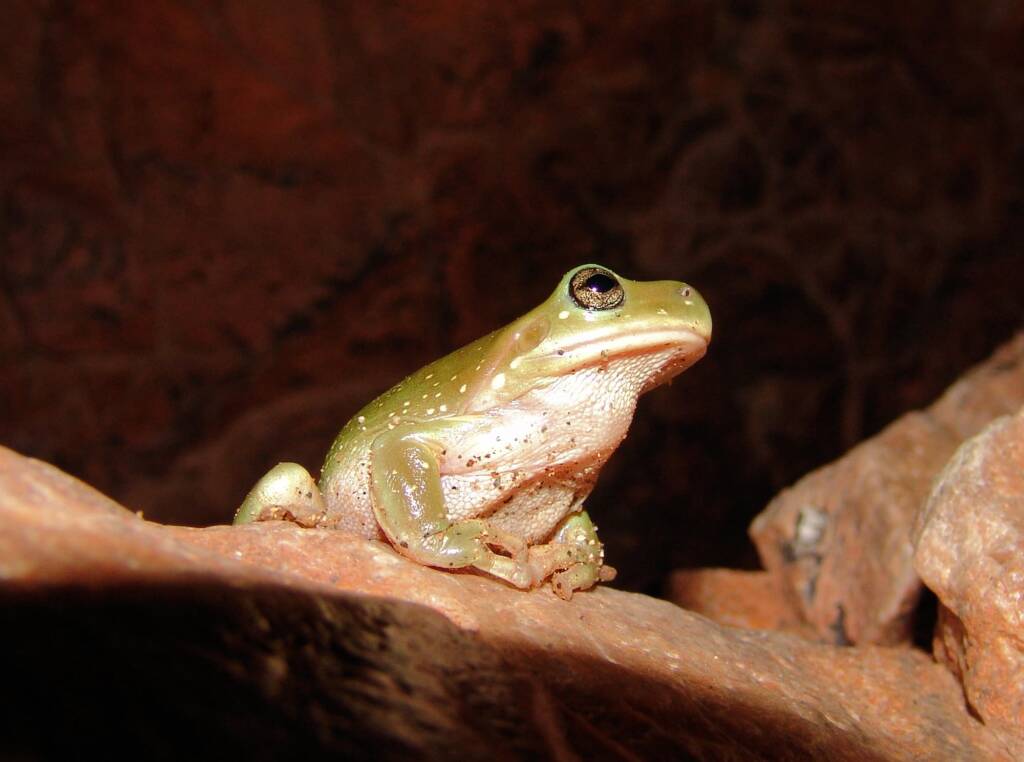 Centralian Tree Frog (Litoria gilleni) at Simpsons Gap, West MacDonnell Ranges, NT.