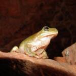 Centralian Tree Frog (Ranoidea gilleni, formerly Litoria gilleni) at Simpsons Gap, West MacDonnell Ranges, NT.