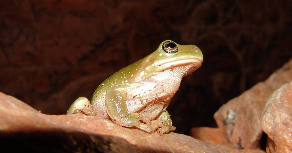 Centralian Tree Frog (Litoria gilleni) at Simpsons Gap, West MacDonnell Ranges, NT.
