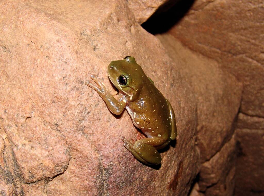Centralian Tree Frog (Litoria gilleni) at Simpsons Gap, West MacDonnell Ranges, NT.