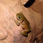 Centralian Tree Frog (Ranoidea gilleni, formerly Litoria gilleni) at Simpsons Gap, West MacDonnell Ranges, NT.