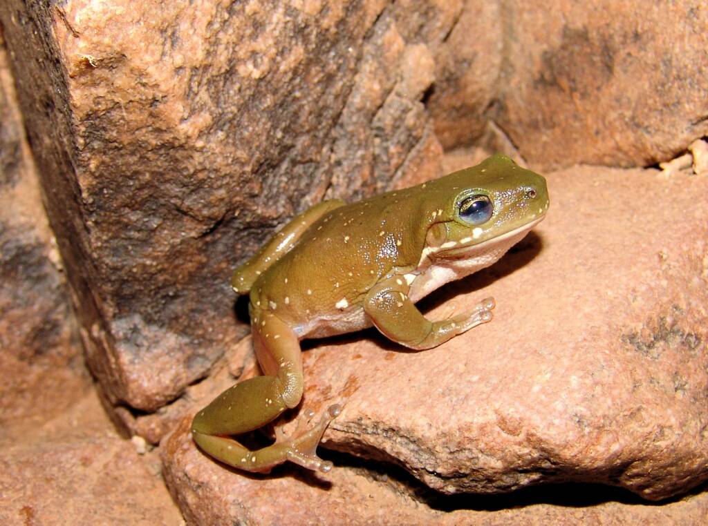 Centralian Tree Frog (Litoria gilleni) at Simpsons Gap, West MacDonnell Ranges, NT.