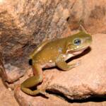 Centralian Tree Frog (Ranoidea gilleni, formerly Litoria gilleni) at Simpsons Gap, West MacDonnell Ranges, NT.