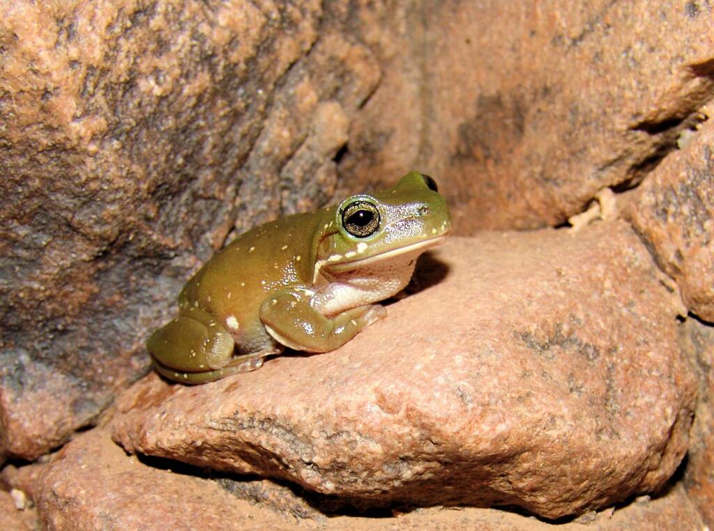 Centralian Tree Frog (Litoria gilleni) at Simpsons Gap, West MacDonnell Ranges, NT.