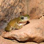 Centralian Tree Frog (Ranoidea gilleni, formerly Litoria gilleni) at Simpsons Gap, West MacDonnell Ranges, NT.