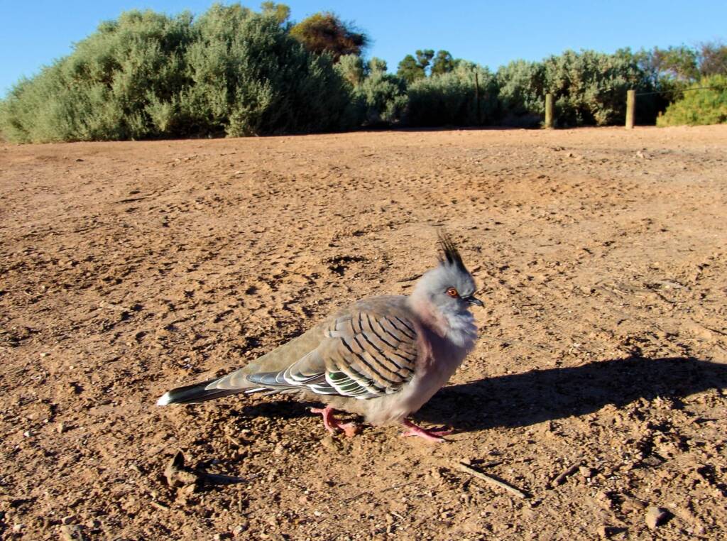 Crested Pigeon (Ocyphaps lophotes)