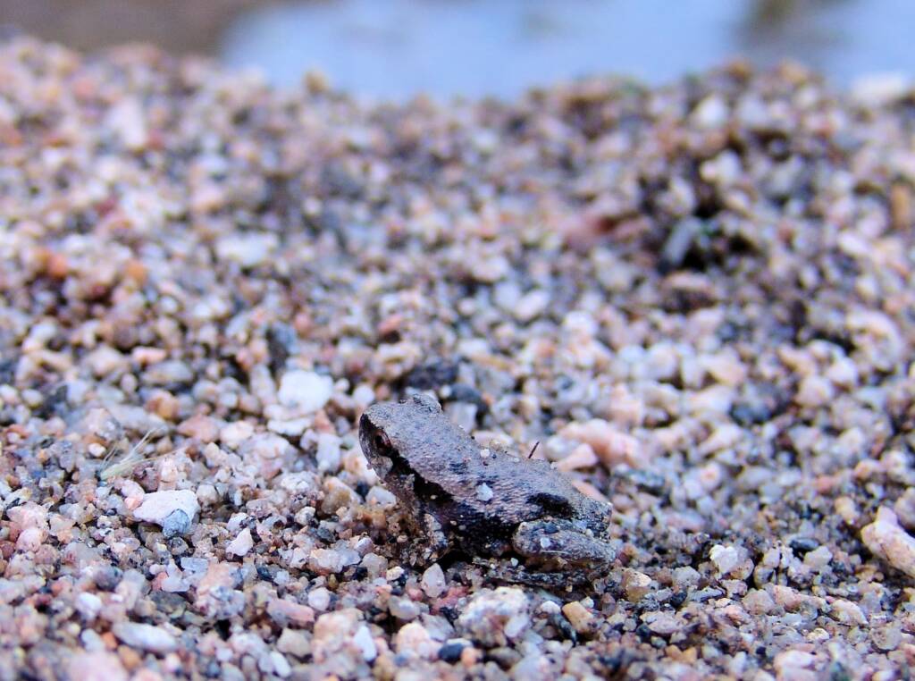 Desert Tree Frog (Litoria rubella)