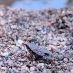 Desert Tree Frog (Litoria rubella)
