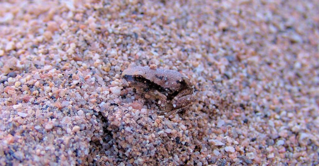 Desert Tree Frog (Litoria rubella)