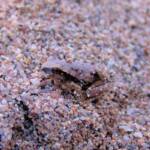 Desert Tree Frog (Litoria rubella)