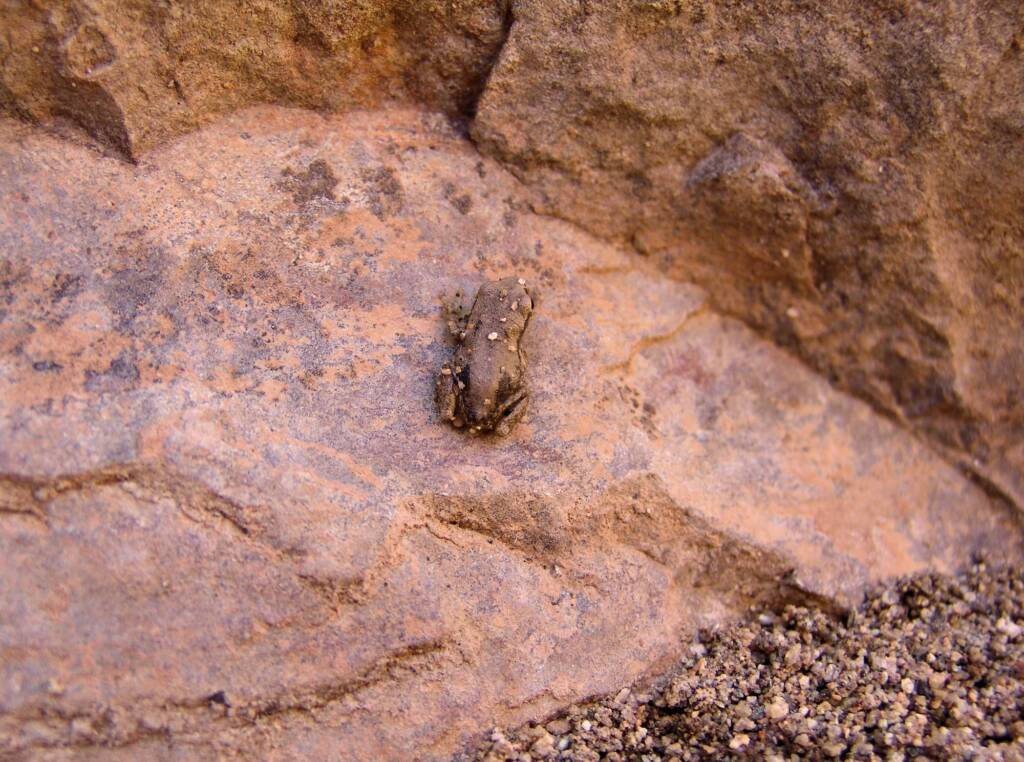 Desert Tree Frog (Litoria rubella)