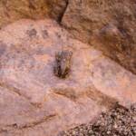 Desert Tree Frog (Litoria rubella)