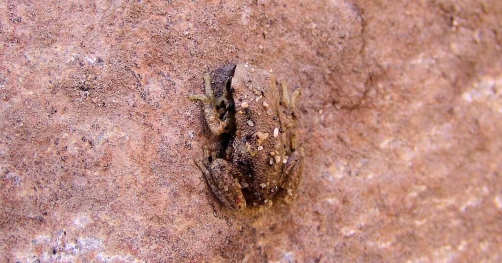 Desert Tree Frog (Litoria rubella)