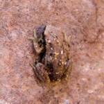 Desert Tree Frog (Litoria rubella)