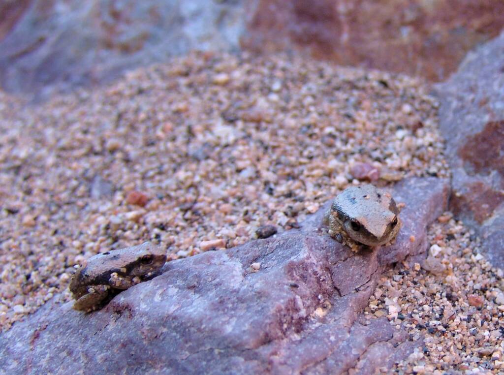 Desert Tree Frog (Litoria rubella)